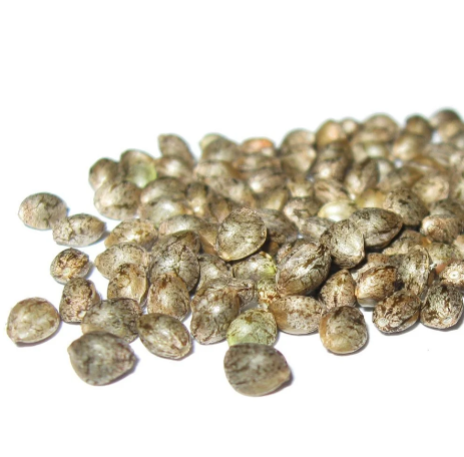 Fatso - Unfeminized Seed Pack