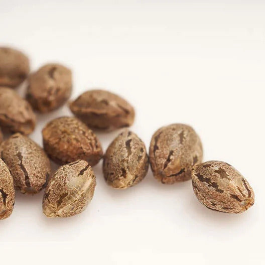 Blackberry Kush Feminized Seeds